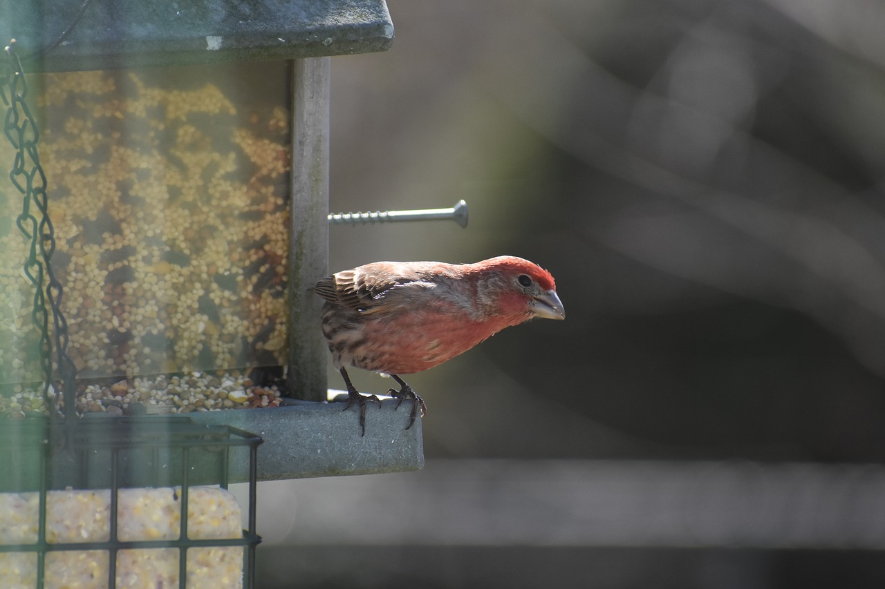 finch  house  house finch free photo