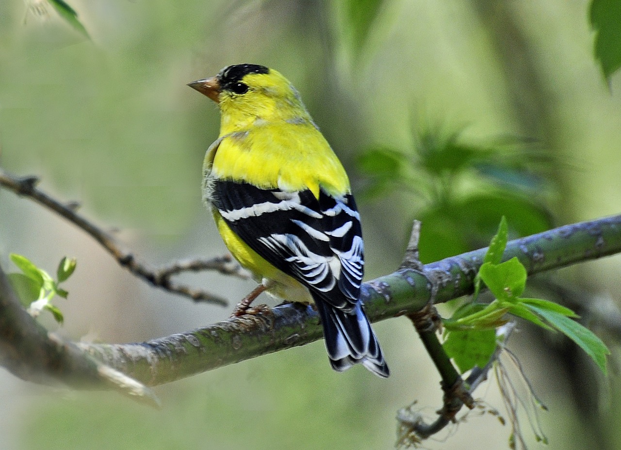 finch yellow bird free photo