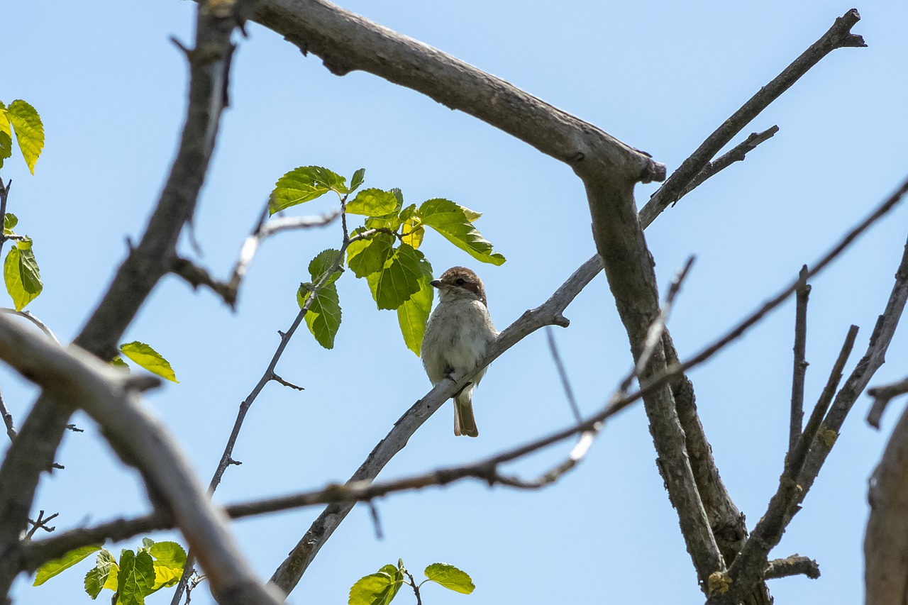 finch  bird  wood free photo