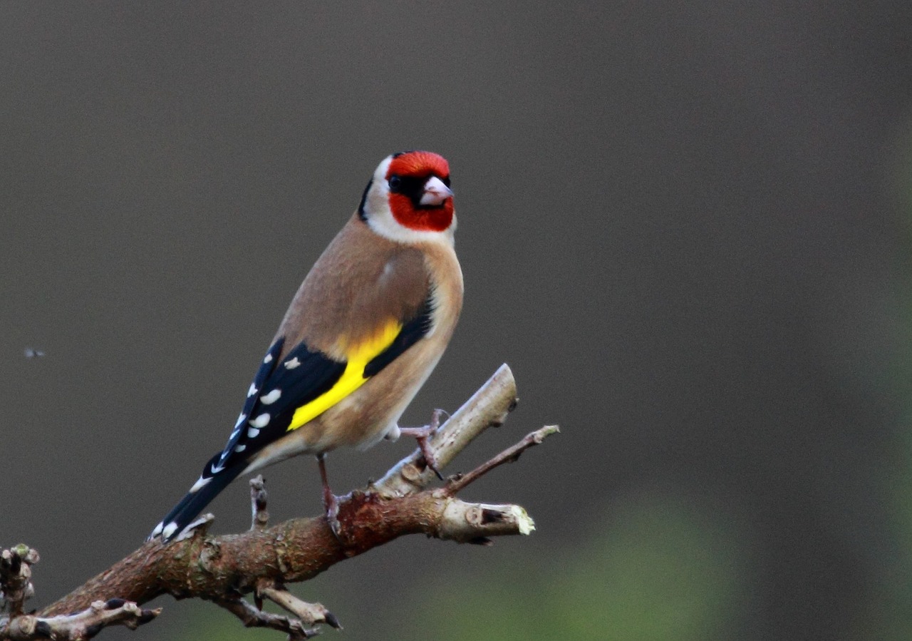 finch gold feathers free photo