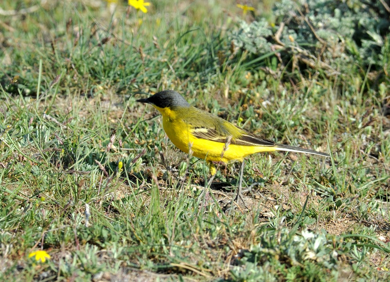 finch yellow sparrow bird free photo
