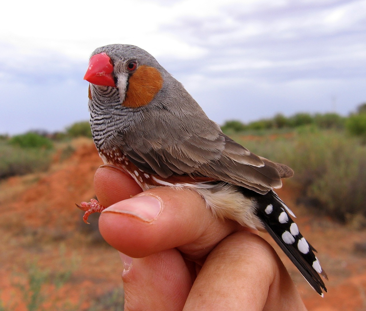 finch zebra finch bird free photo