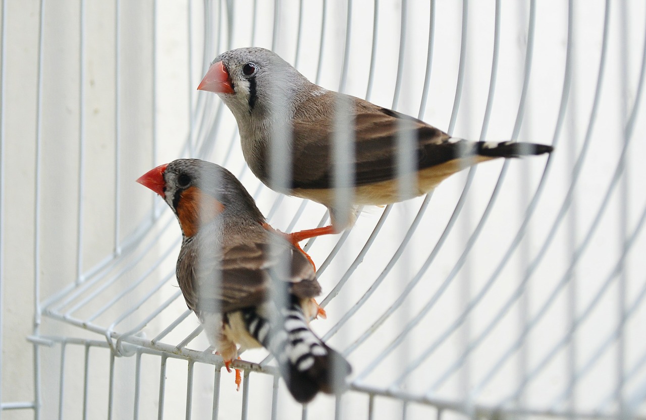 finches birds evolution free photo