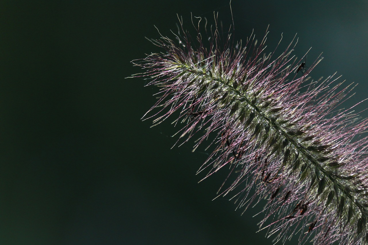 fine hairs alpine plant free photo