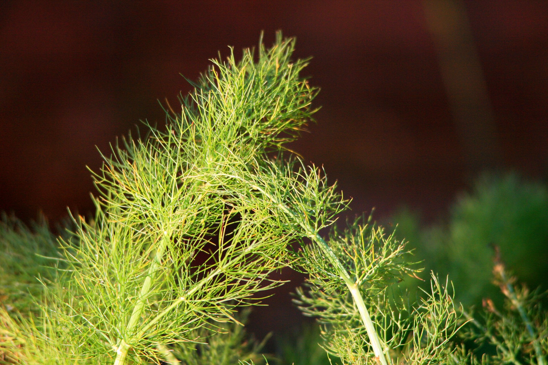 plant herb fennel free photo