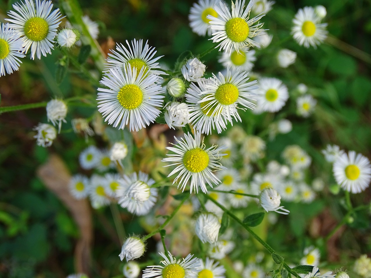 fine jet pointed flower white free photo