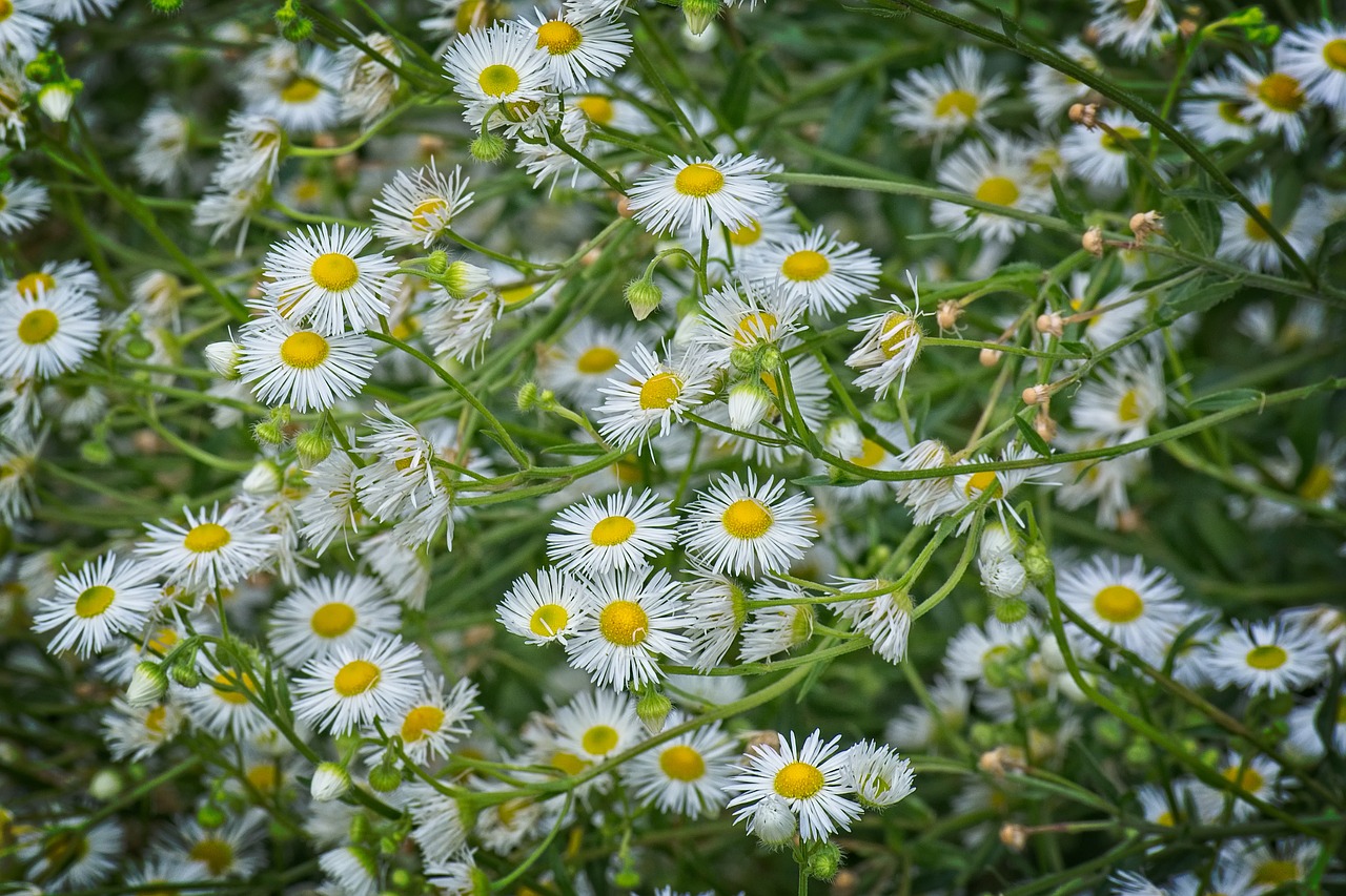 fine jet  flowers  occupation herb white free photo