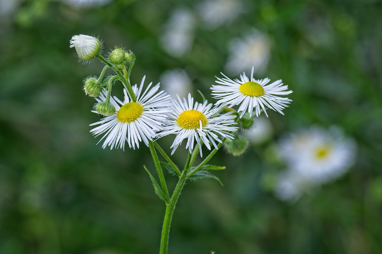 fine jet  flowers  occupation herb white free photo