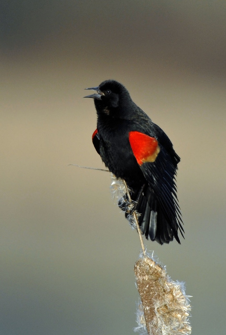 finely blackbird bird blackbird free photo