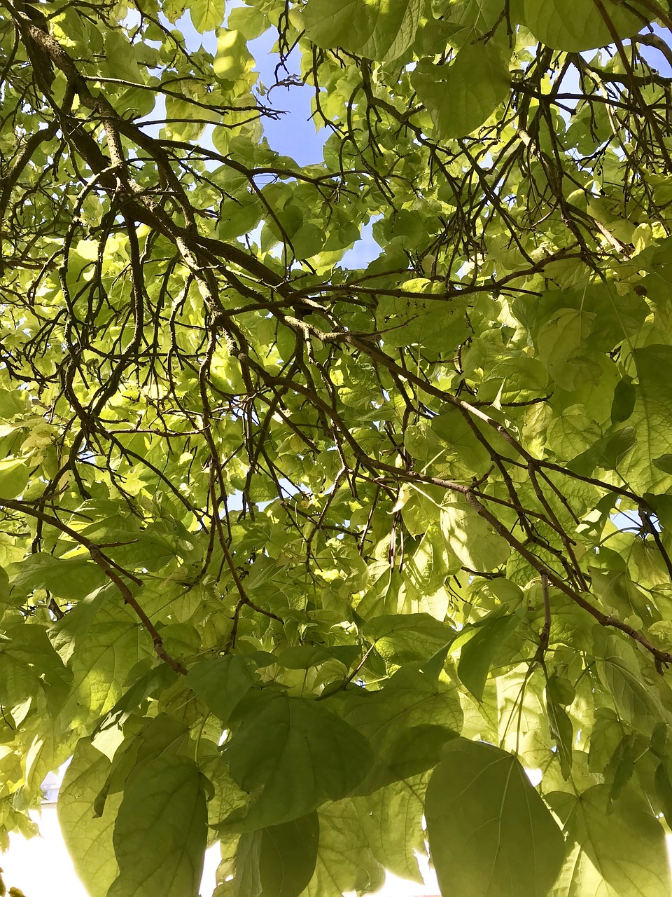 finery  nature  trees free photo