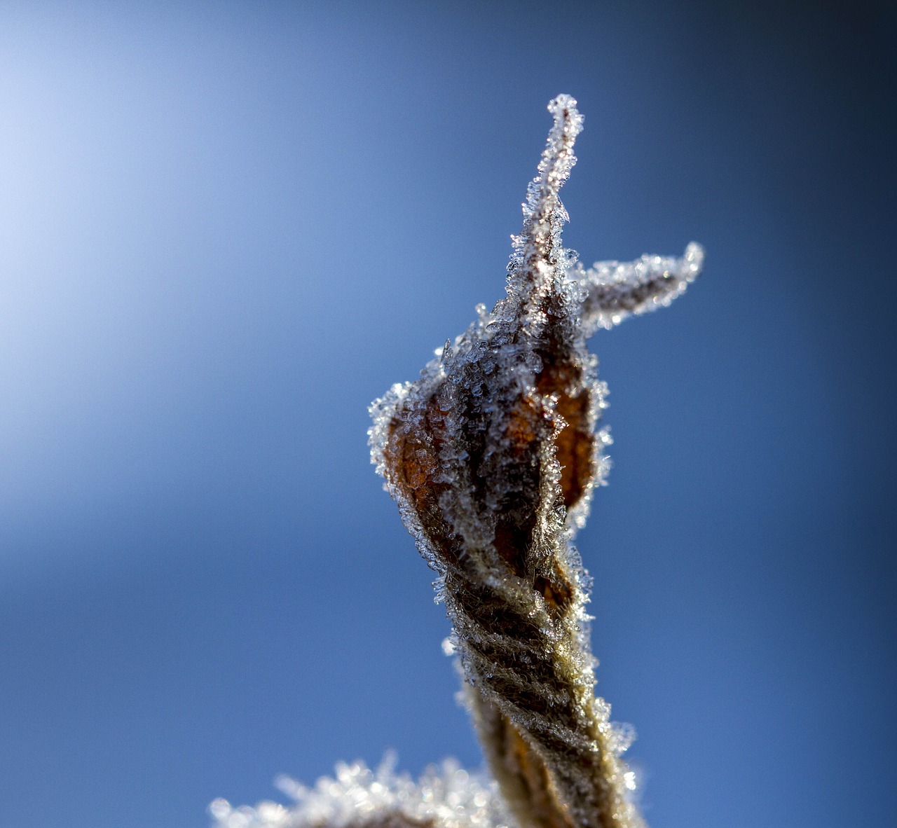 finger leaf hoarfrost free photo