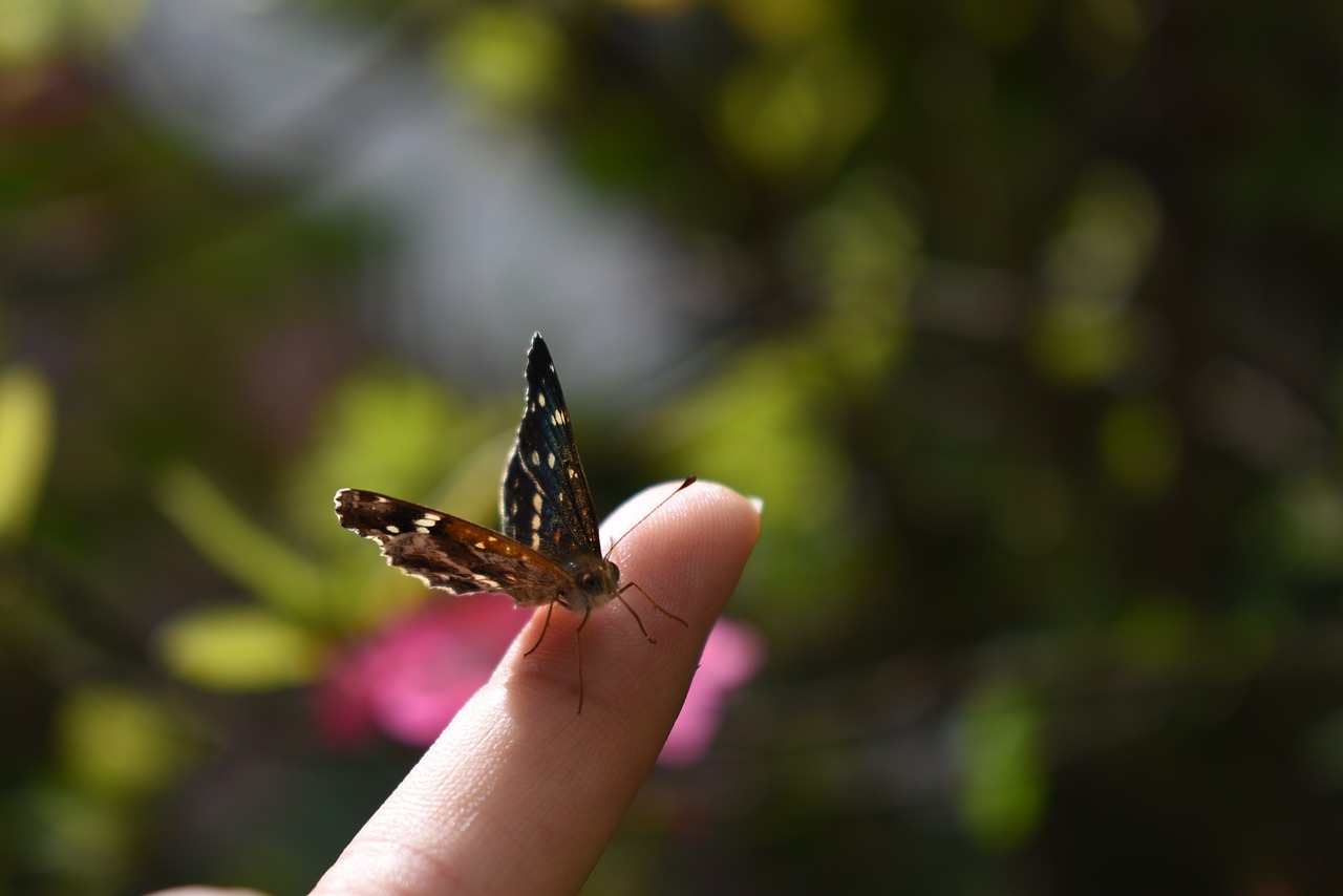 finger butterfly insect free photo