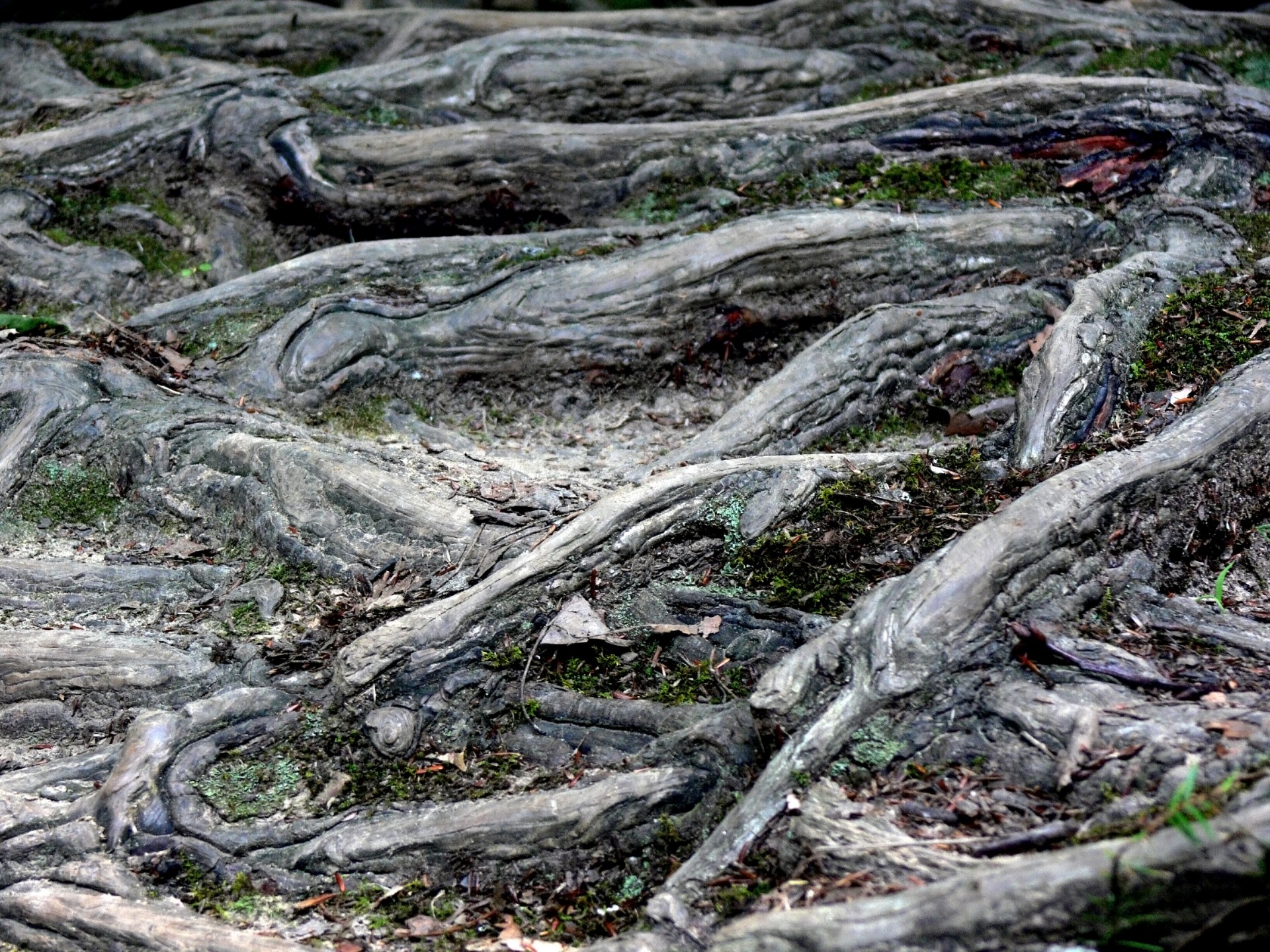 tree root roots free photo