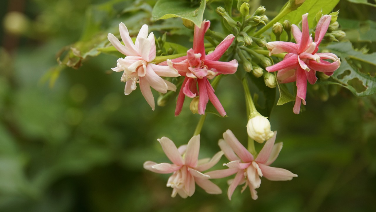 fingernail fingernail flower flowers free photo