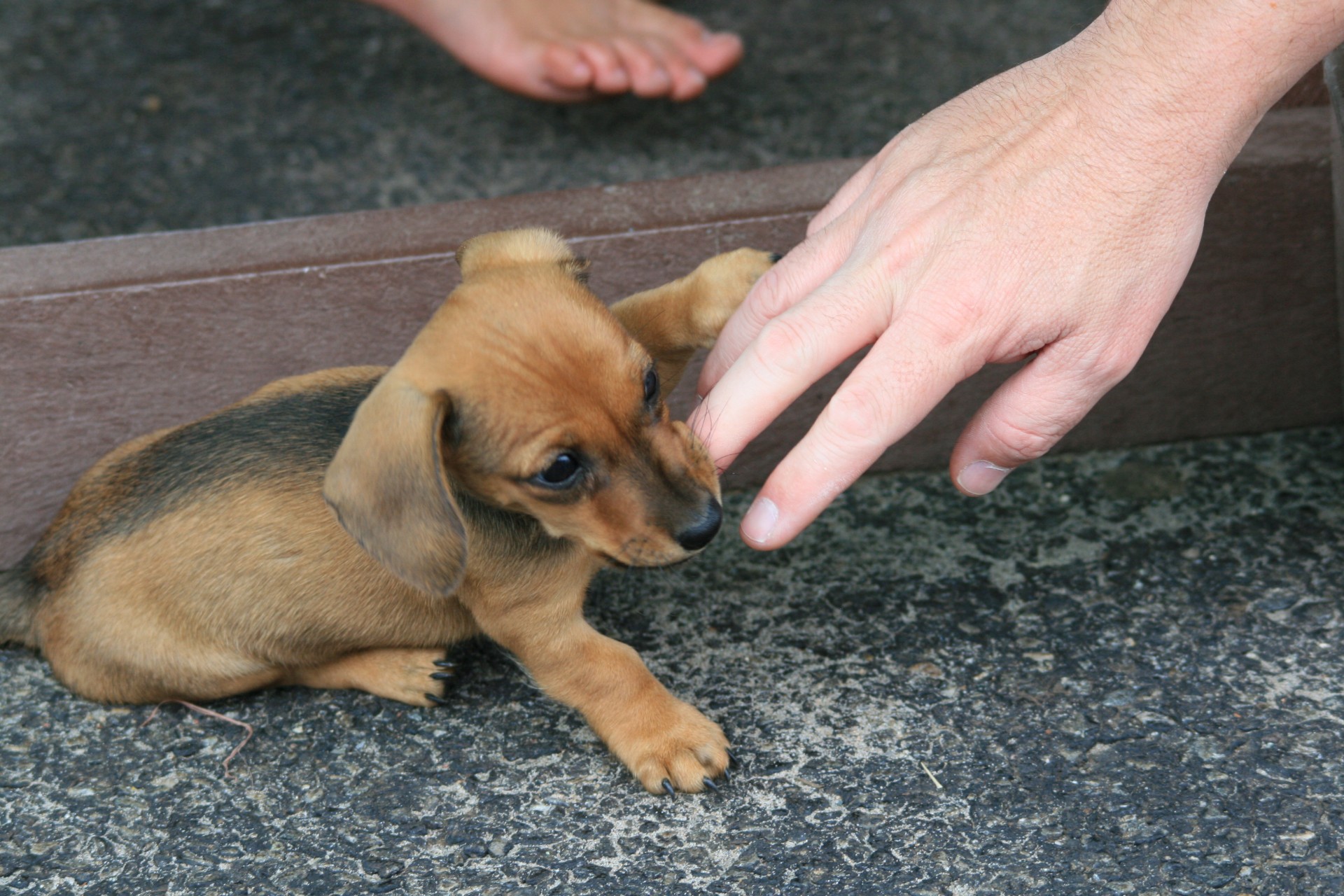 puppy dog sausage free photo