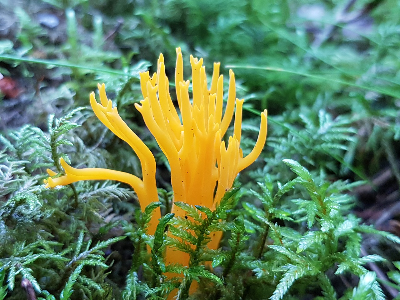 fingersvamp mushroom moss free photo