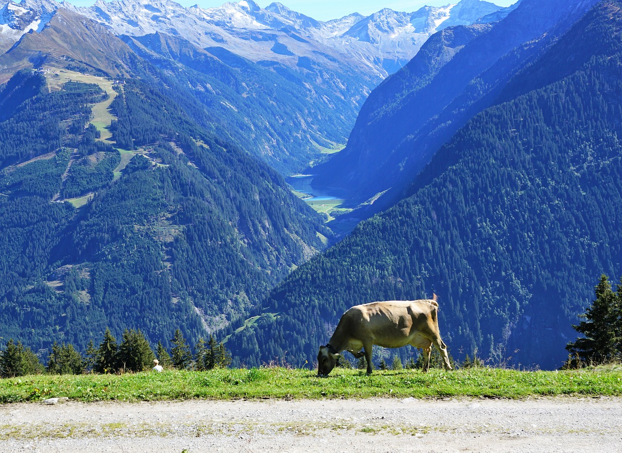 finkenberg  austria  mountain free photo