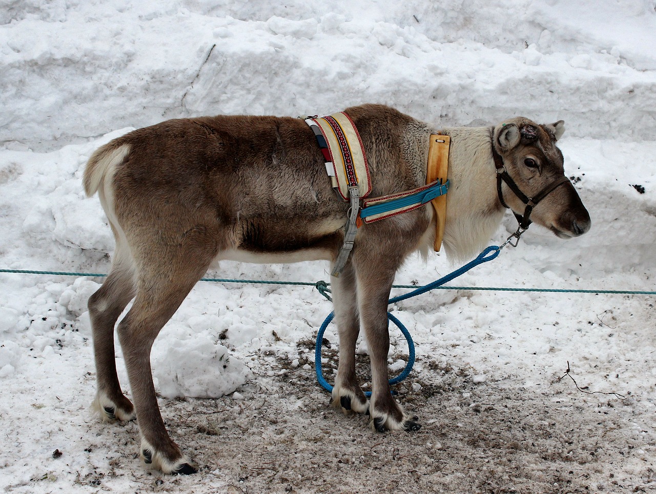 finland reindeer animal free photo