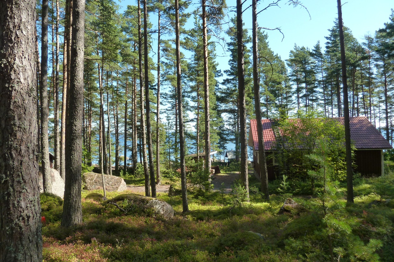 finland summer forest free photo