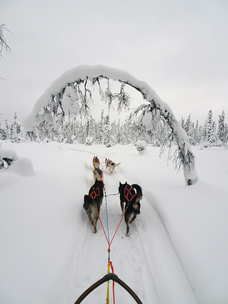 finland winter wintry free photo