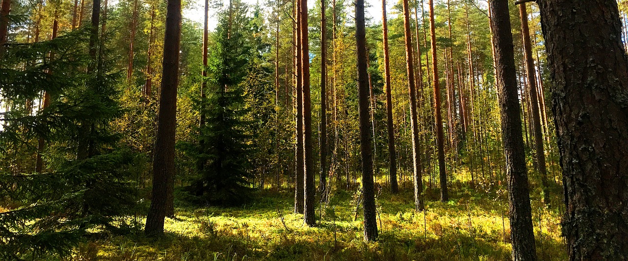 finland forest nature free photo