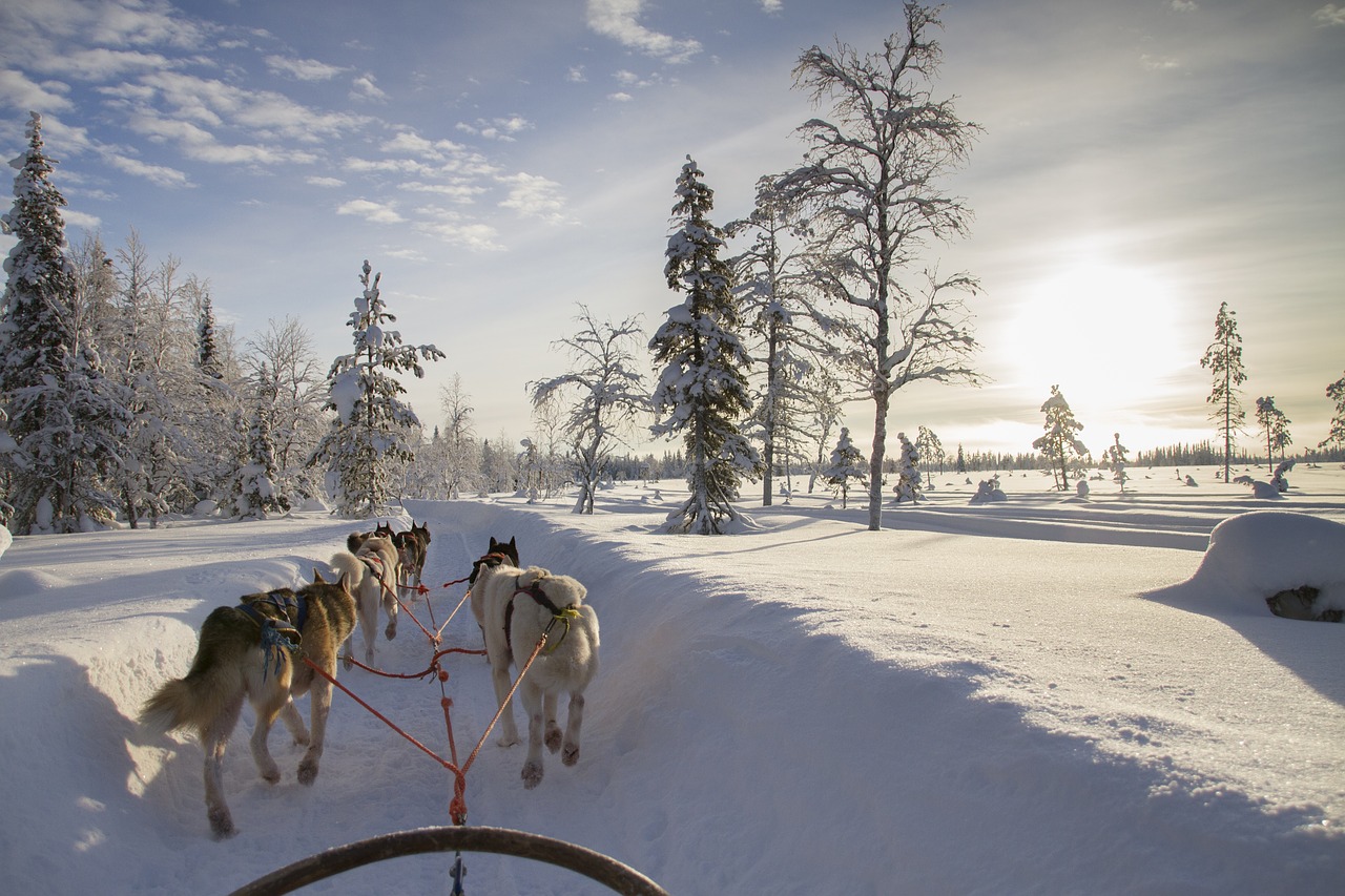 finland lapland wintry free photo