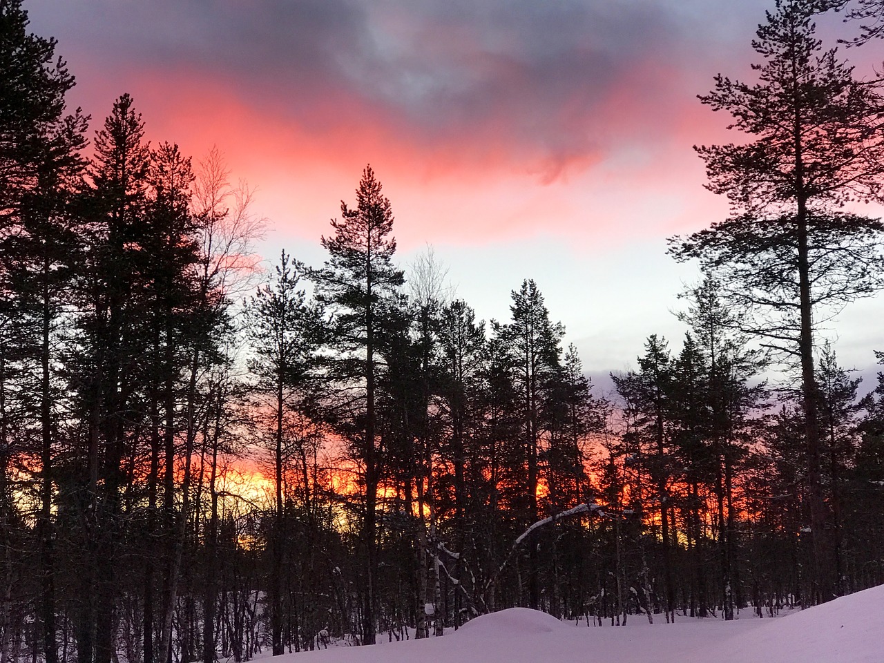 finland trees nature free photo