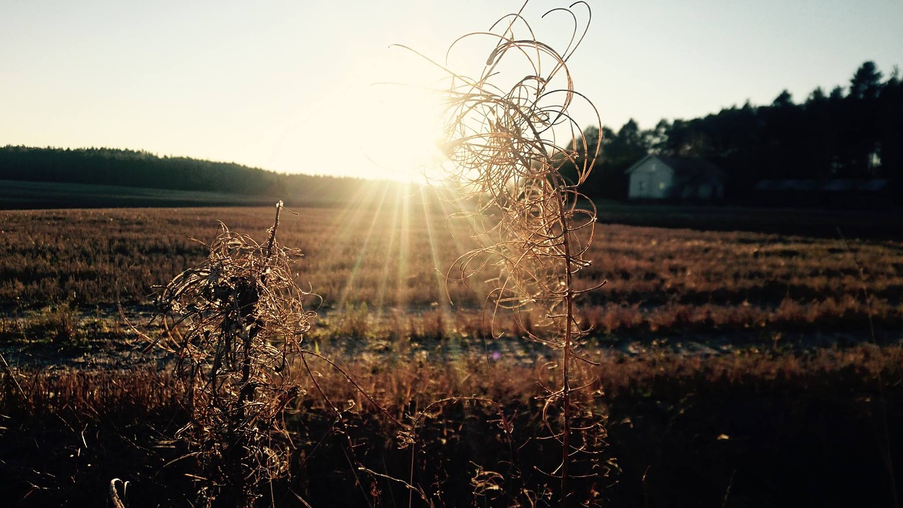 finland harvest light free photo