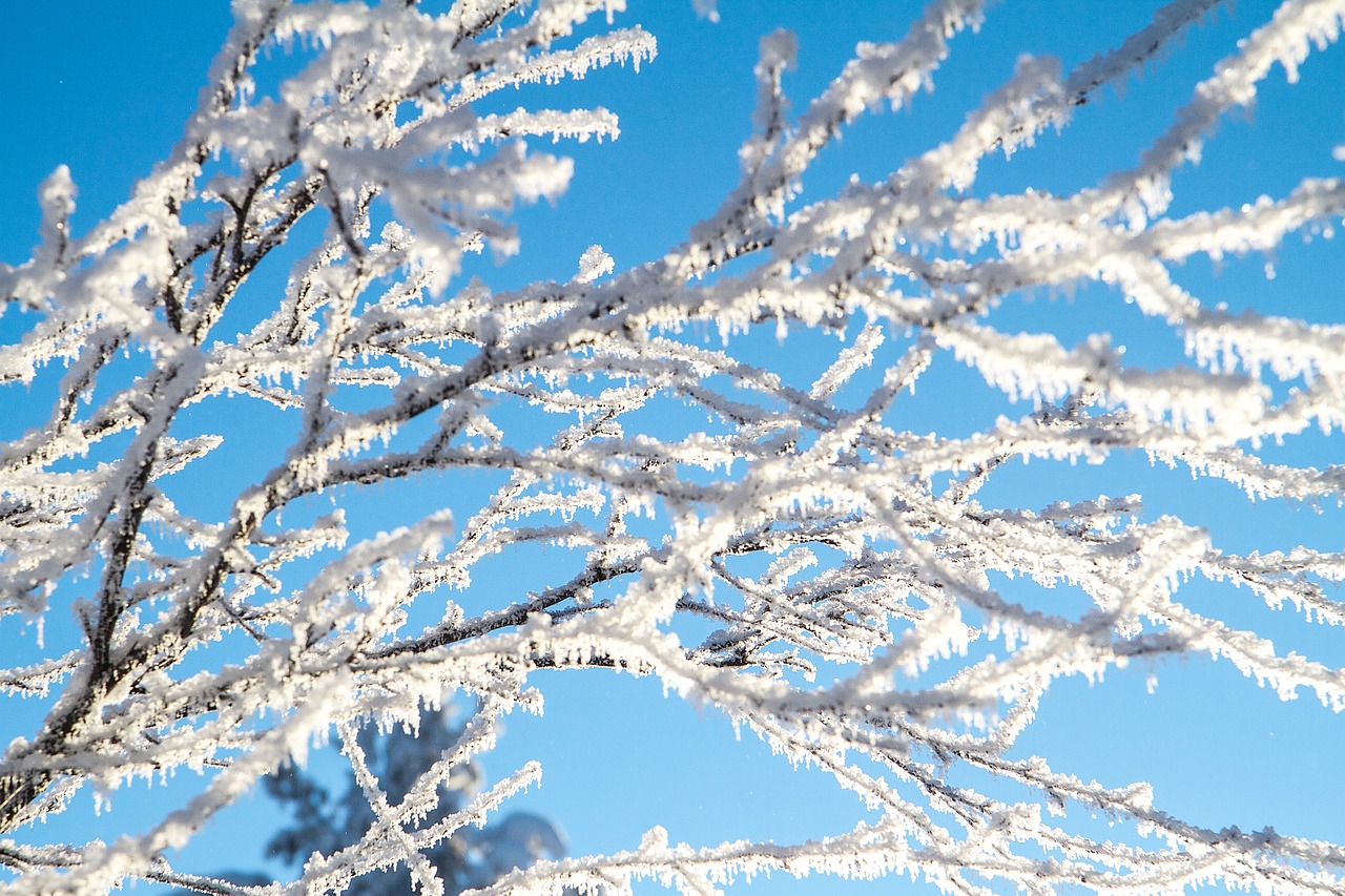 finland  snow  branch free photo