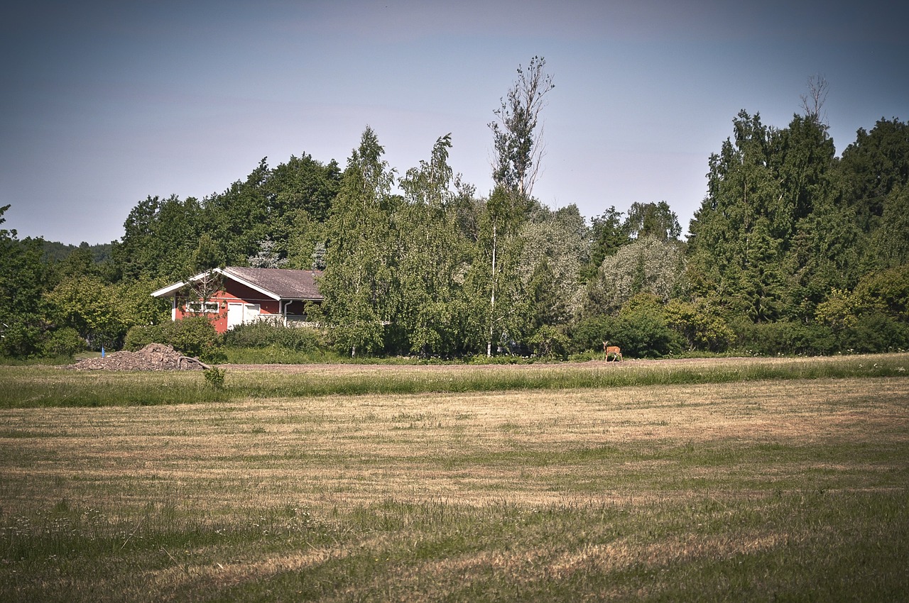 finland landscape forest free photo