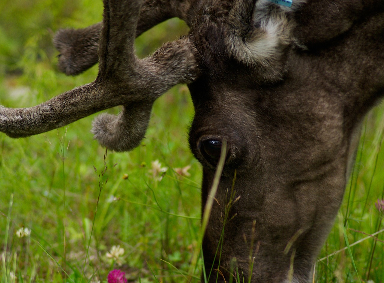 finland reindeer deer free photo