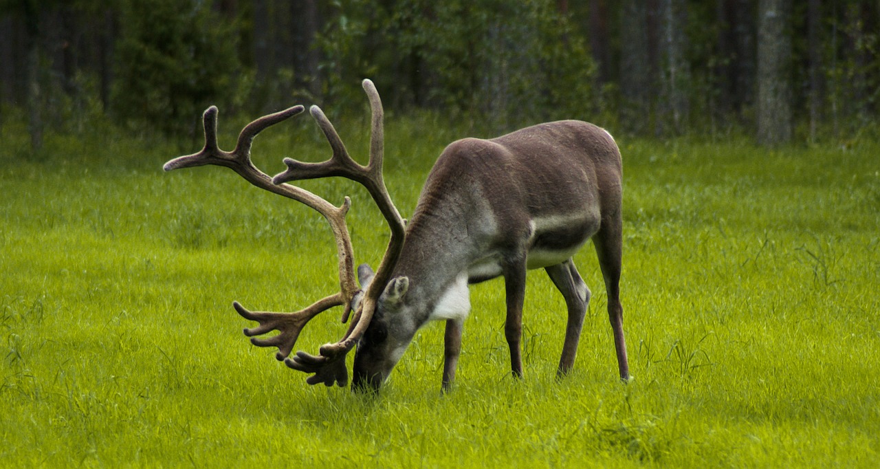 finland reindeer browse free photo