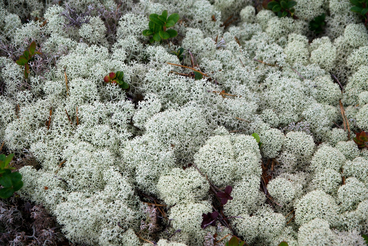 finland lichens foams free photo