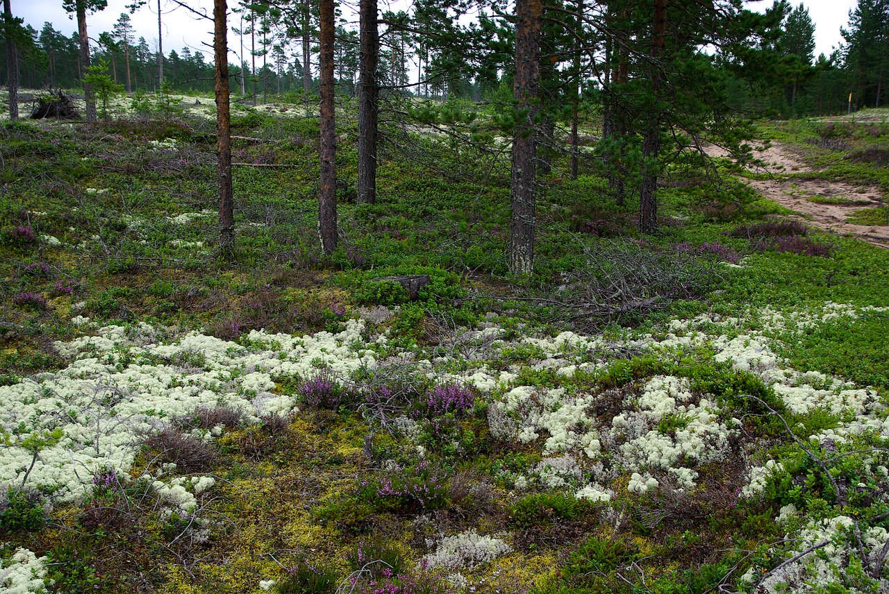 finland forest lichen free photo