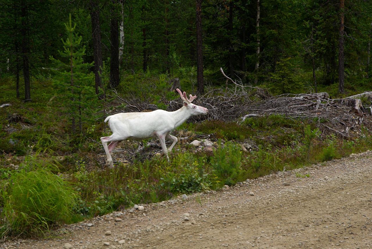 finland deer reindeer free photo