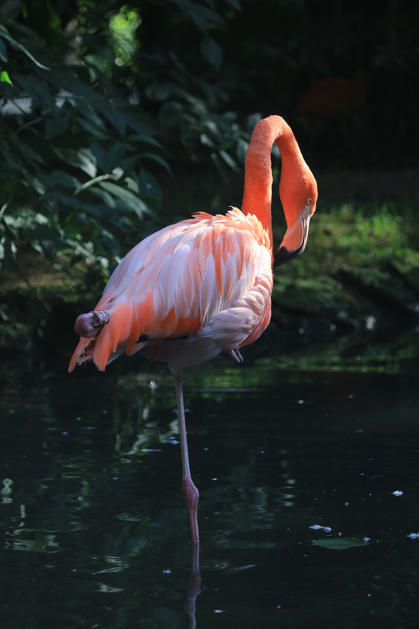 finney bird flament pink free photo