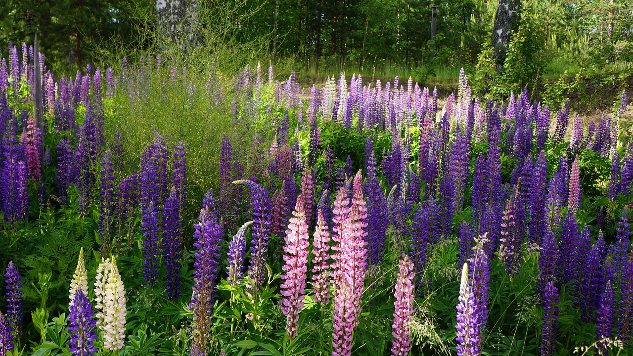 finnish high summer flower free photo