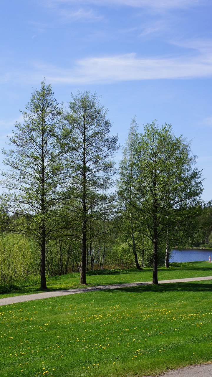 finnish landscape deciduous trees free photo