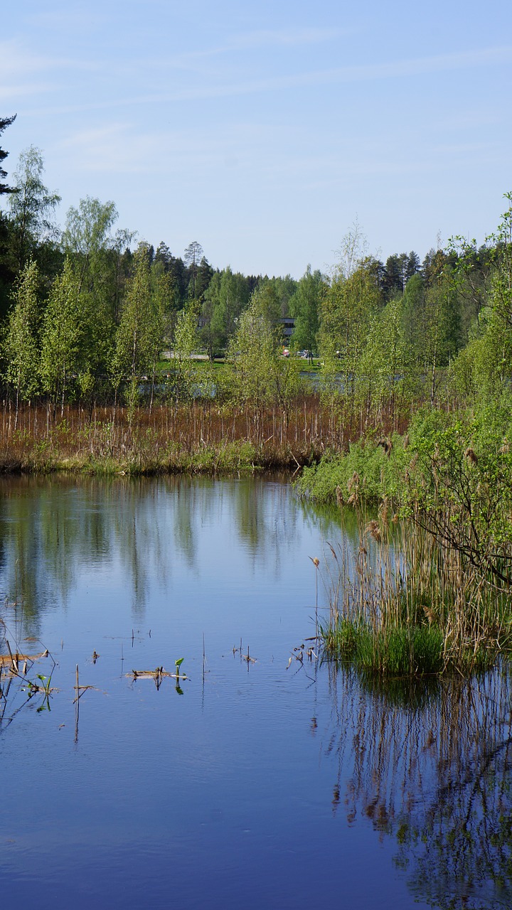 finnish landscape swamp free photo