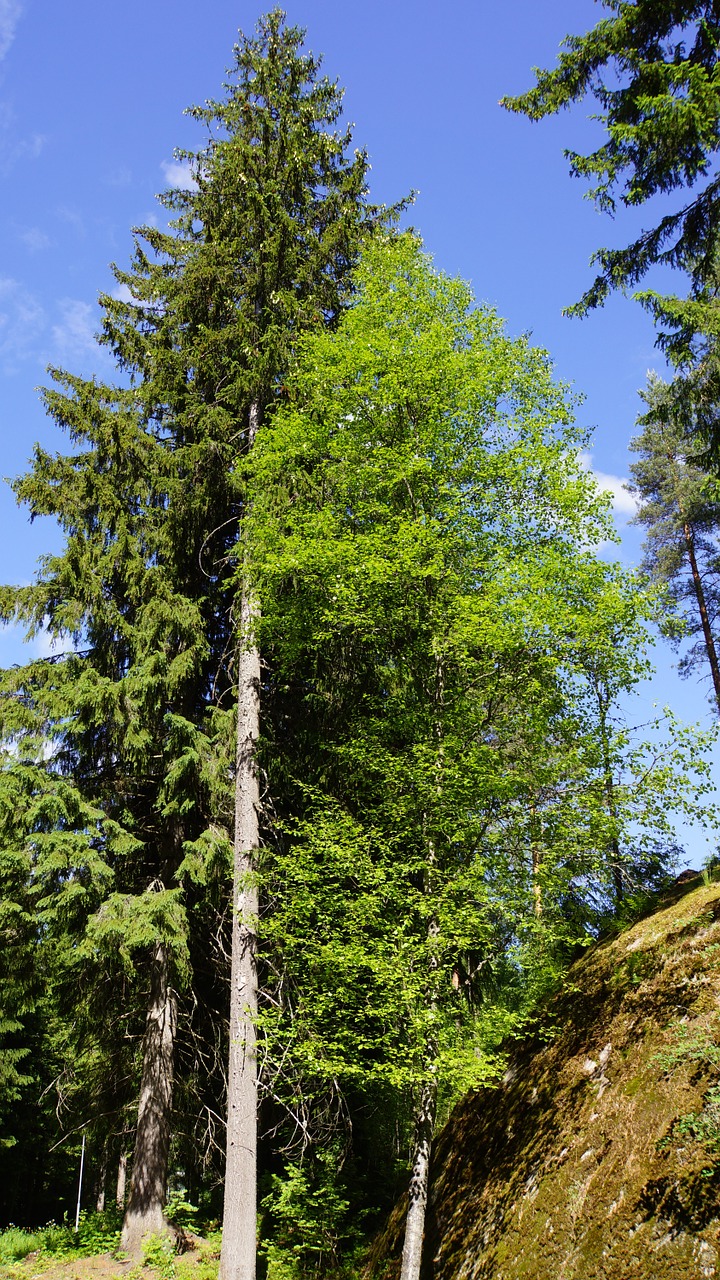 finnish summer forest free photo