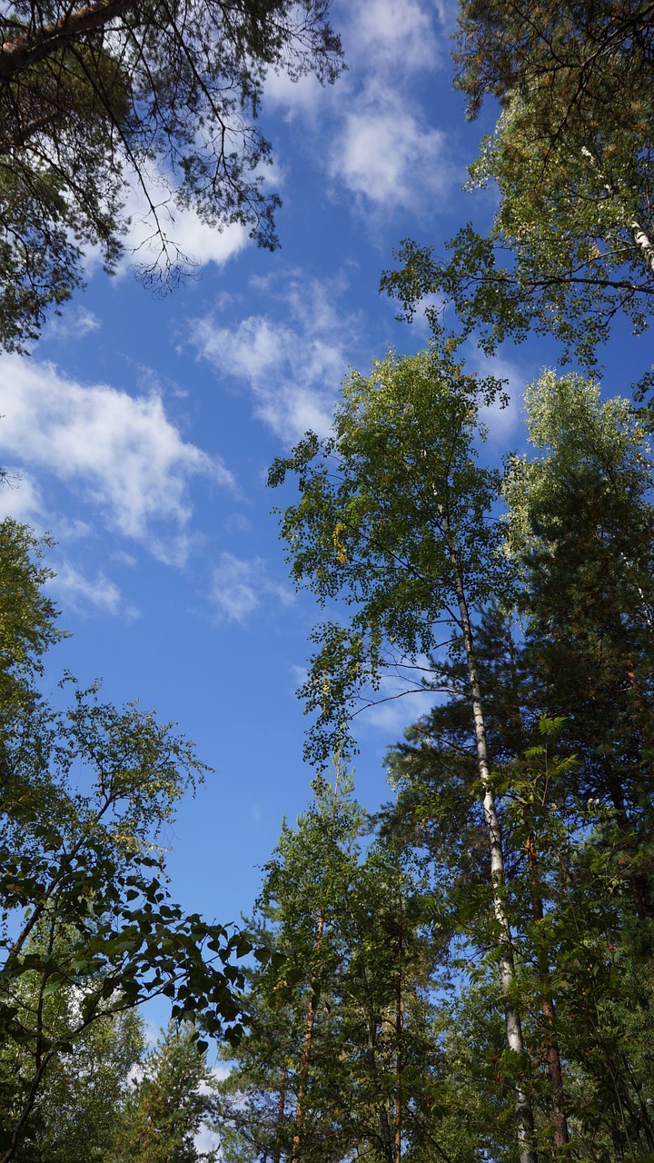 finnish forest nature free photo