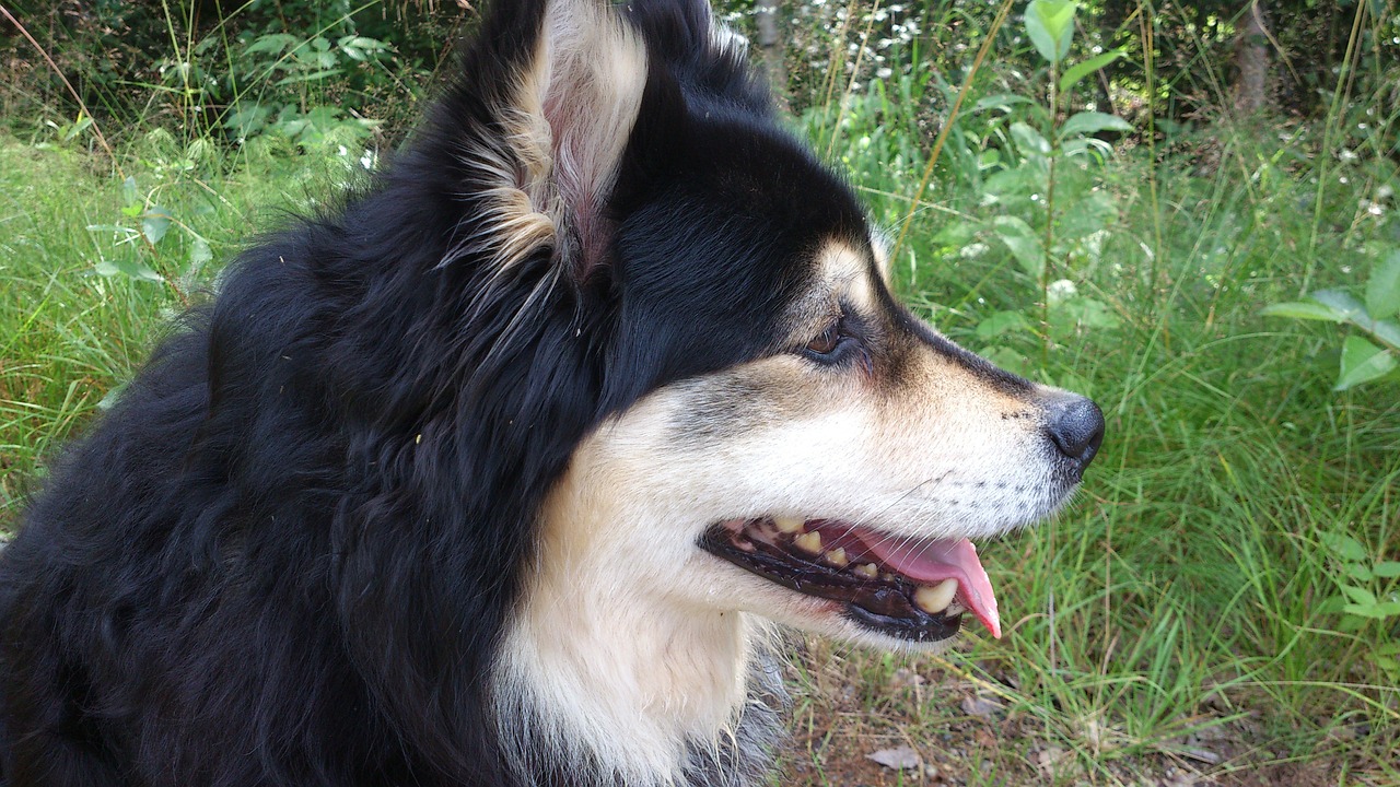 finnish lapphund dog tip free photo