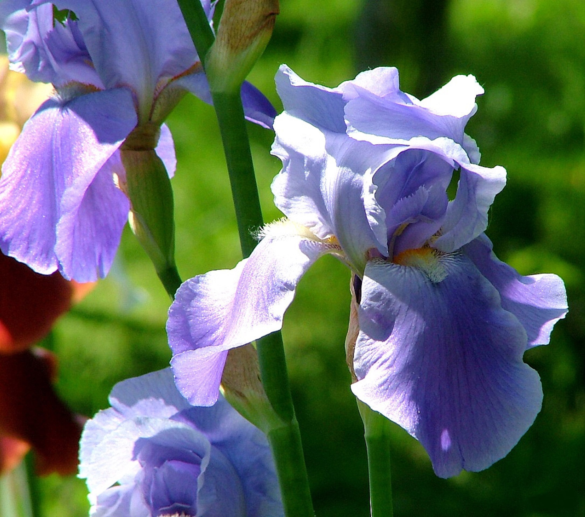 summer flower violet free photo