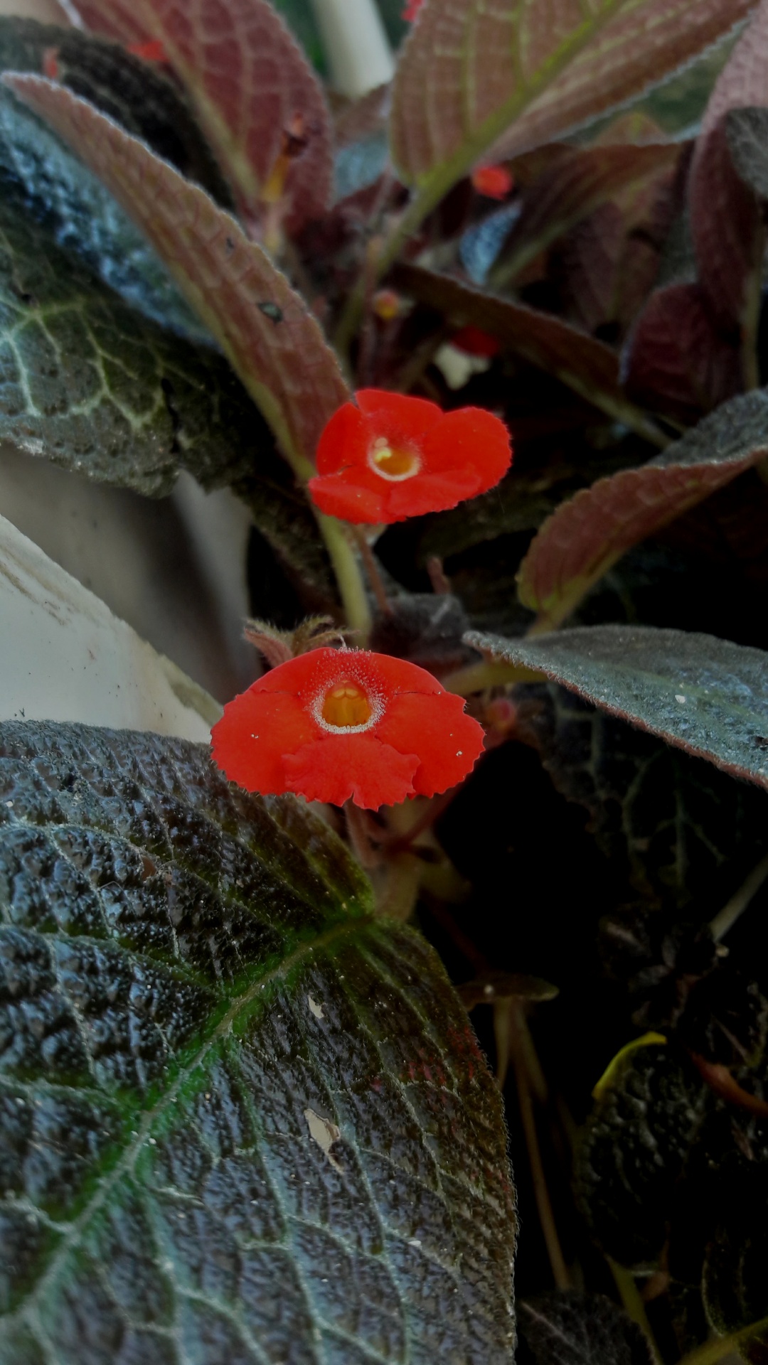 flower red garden free photo