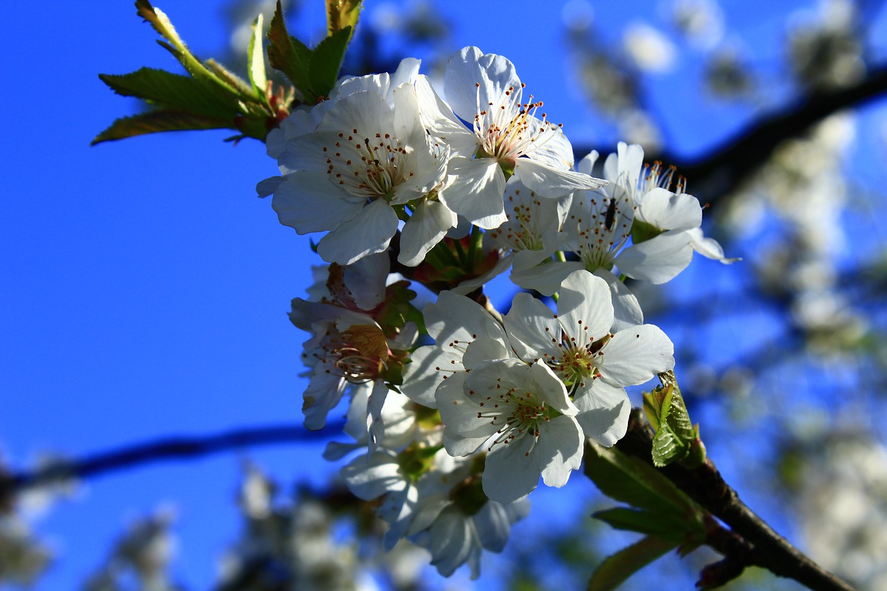 flower almond spring free photo