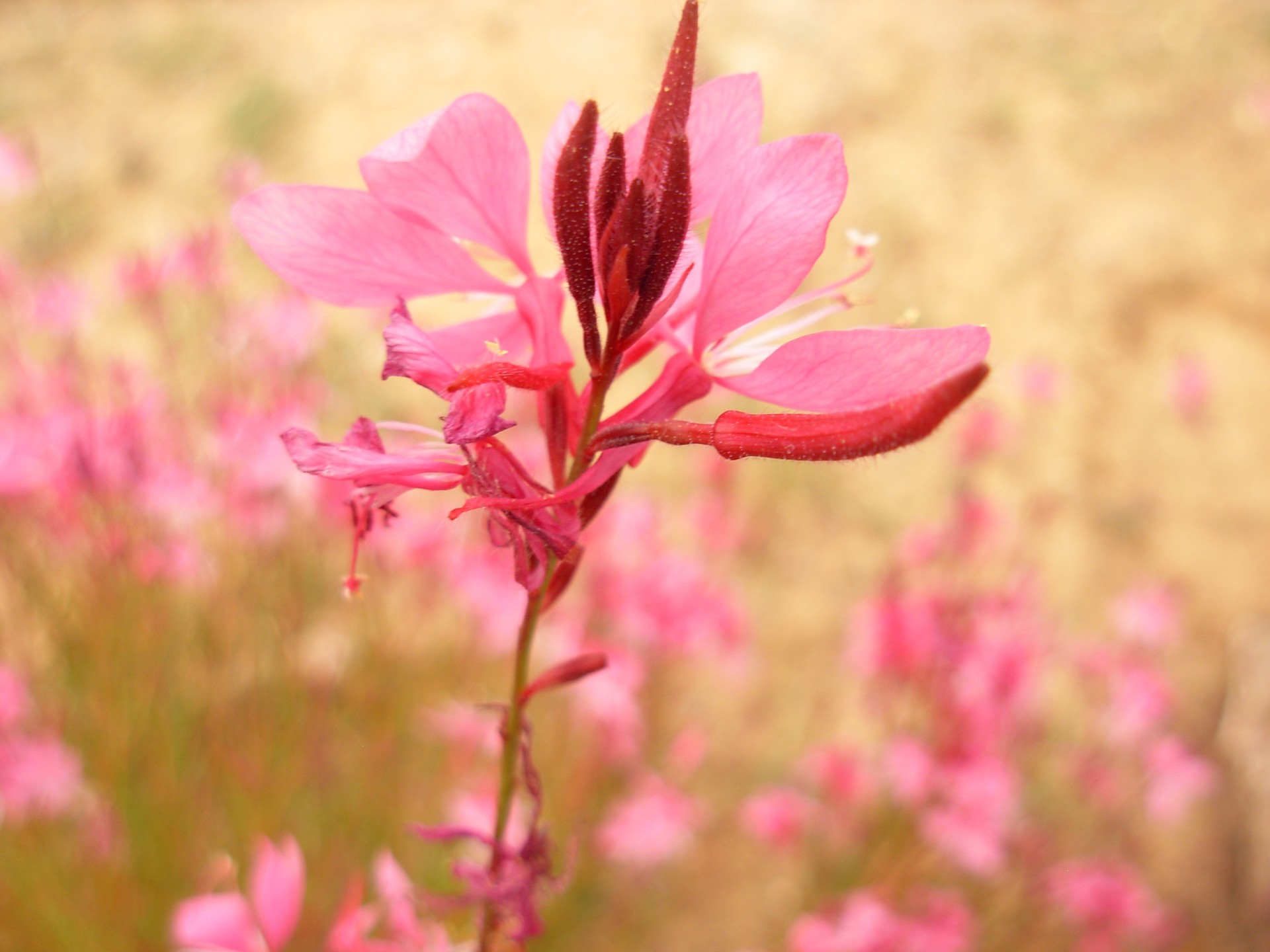 flowers autumn pink flower free photo