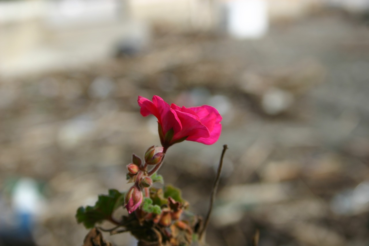 fiori spiaggia mare free photo