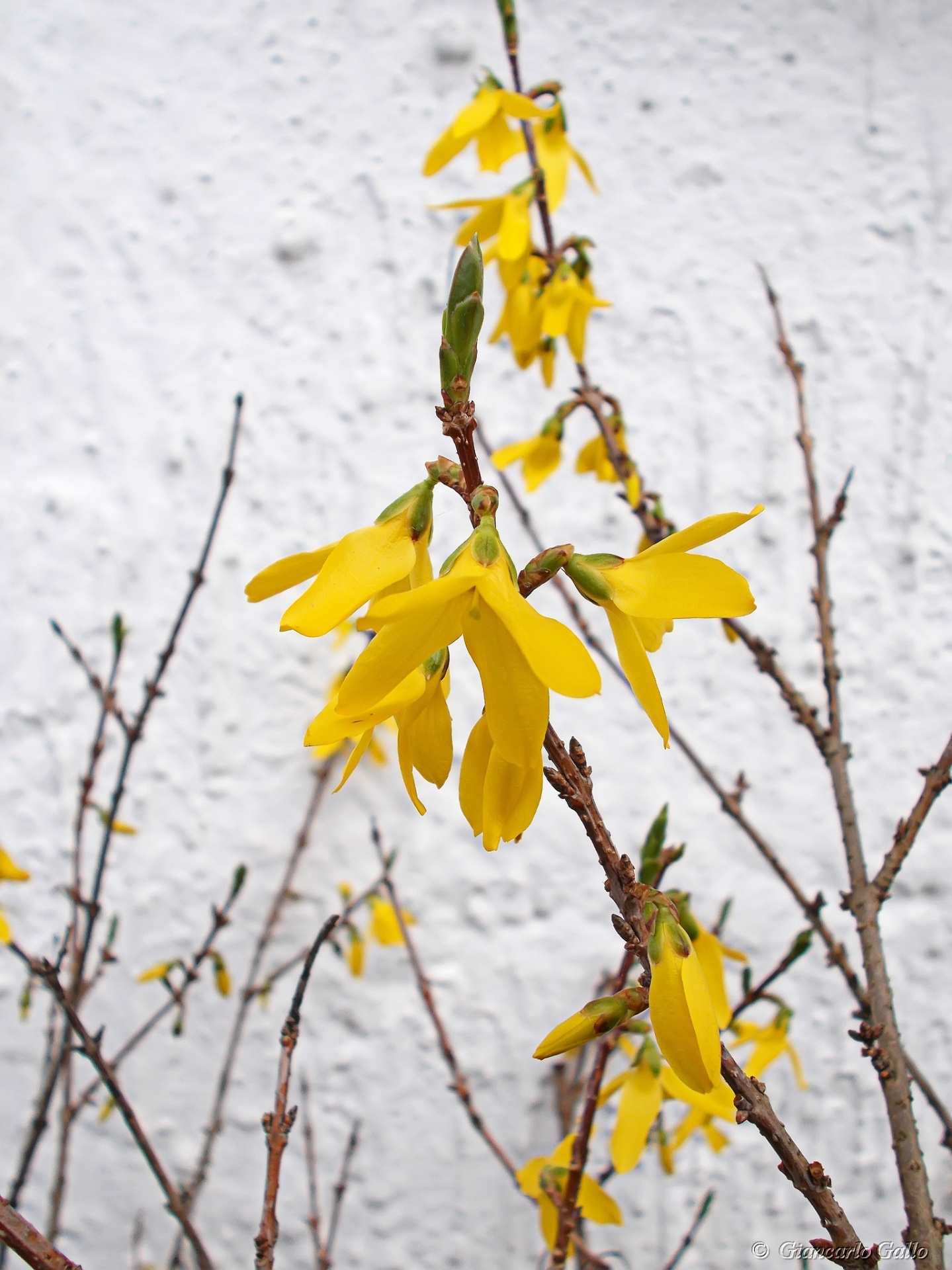 flowers branch yellow free photo