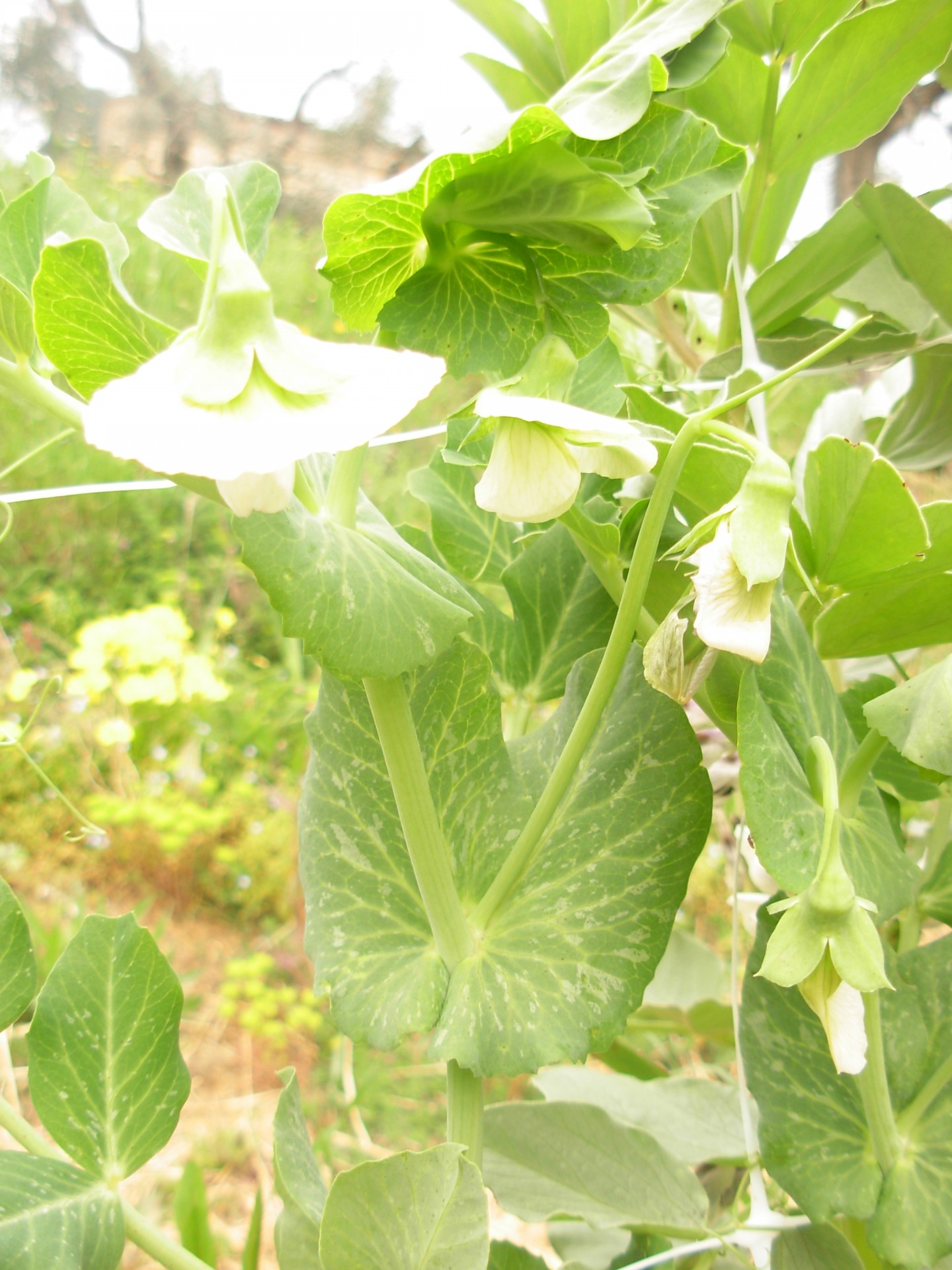 vegetables peas flowers free photo