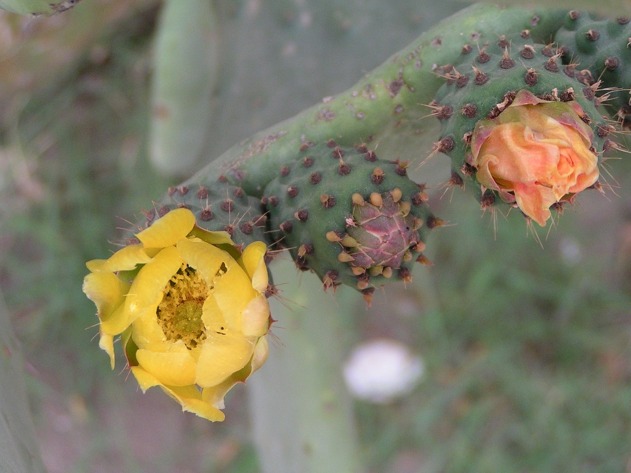 fiquier of barbarism flower tunisia free photo